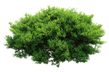 Obraz premium Lush green shrub with dense foliage, isolated on a black background, vibrant and fresh