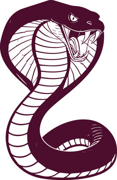 Aggressive Purple Hooded Cobra Snake Attacking Vector Mascot Logo Design