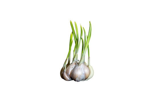 Head of garden garlic with green stems. Onion. Garden garlic. Onion family. Agricultural plant. Green leaves of the plant. Spring vegetable seedlings. Insert into template. For mockup in PNG.
