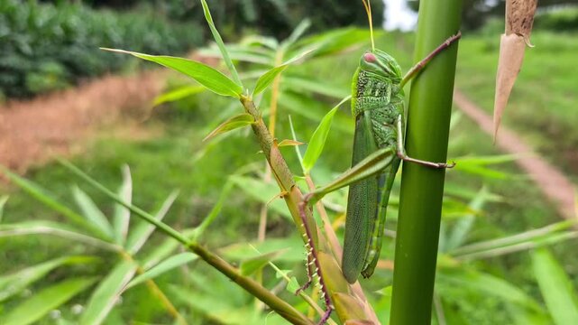 Vibrant green grasshopper clinging bamboo stem, detailed macro showcasing texture, eyes, legs, natural habitat environment