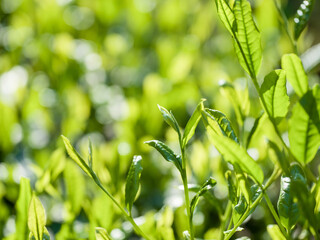 Naklejka premium 茶葉 新茶 茶畑
