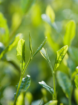 茶葉　新茶　茶畑