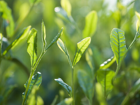 茶葉　新茶　茶畑