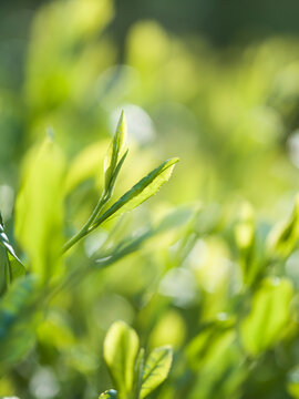 茶葉　新茶　茶畑