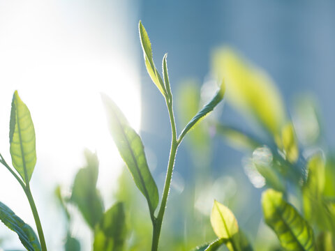 茶葉　新茶　茶畑