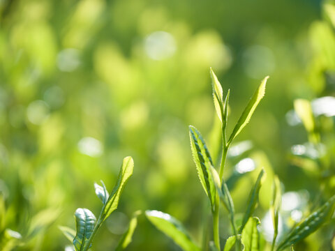 茶葉　新茶　茶畑