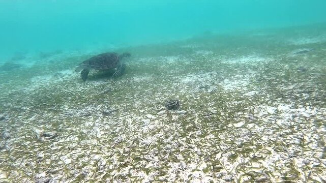 The green sea turtle (Chelonia mydas), also known as the green turtle, is a species of large sea turtle of the family Cheloniidae. It is the only species in the genus Chelonia, Indian Ocean, Maldives