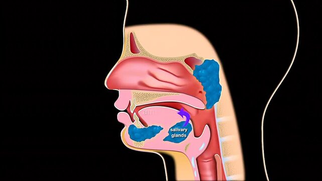 3D animation showing chemical digestion of human food using enzymes in stomach and intestines.