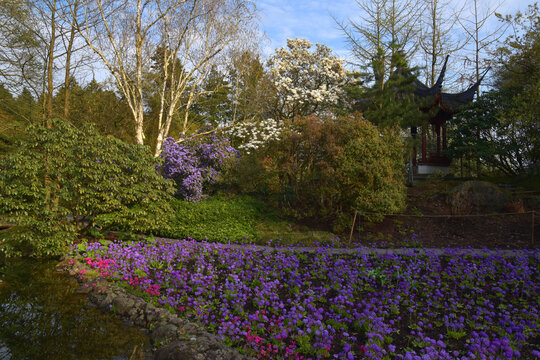 blau bl&uuml;hender Rhododendron