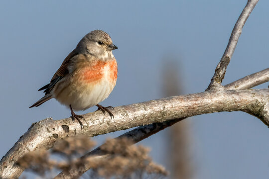 Eurasian linnet