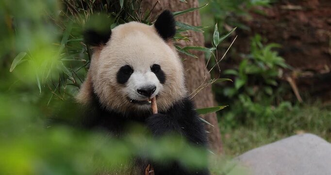One giant panda eating bamboo in the forest
