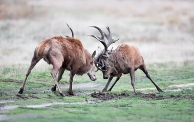 Naklejka premium Two red deer stags fighting during rut in autumn