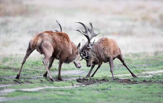 Two red deer stags fighting during rut in autumn