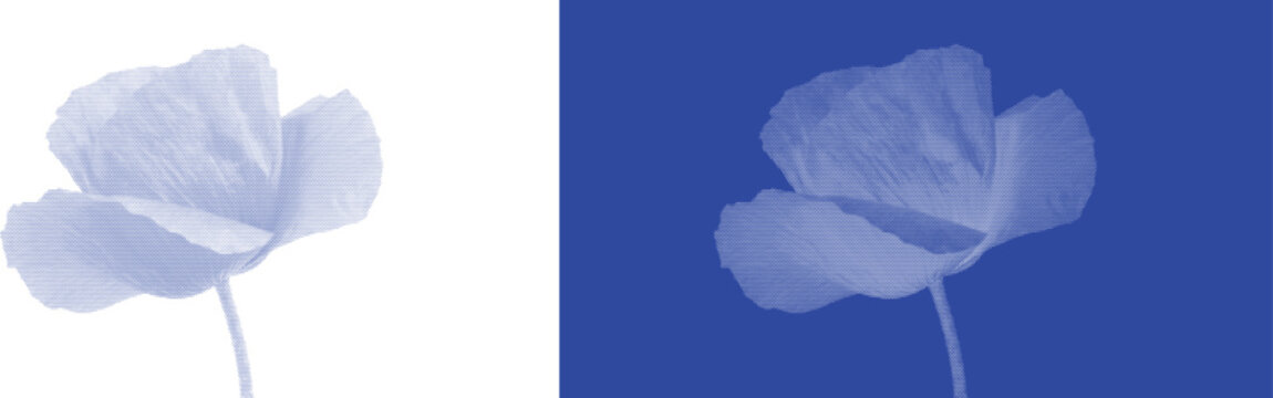 Single poppy flower cyanotype blue sunprint vector illustration for classic botanical plant specimen art