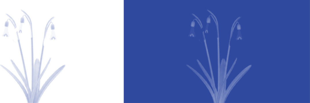 Elegant bluebell cyanotype botanical sunprint vector art for vintage blue nature plant specimen prints