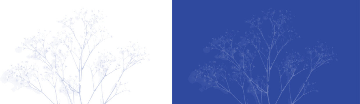 Delicate lace flower cyanotype botanical blue sunprint vector for classic nature plant specimen art