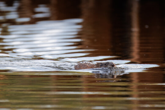 Muskrat (Ondatra zibethicus) swimming. Calm water, spring evening, wildlife portrait, sunset light, semi-aquatic mammal, sharp focus, nature pond.