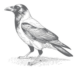 Obraz premium Retro crow bird standing on ground vintage engraving style line art illustration.