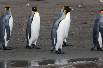 Fototapeta premium South Georgia king penguin on a cloudy winter day.