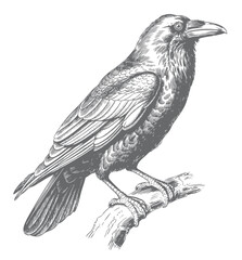 Obraz premium Vintage crow bird perched on branch engraving ink sketch illustration.