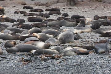 Fototapeta premium South Georgia sea lion on a cloudy winter day.
