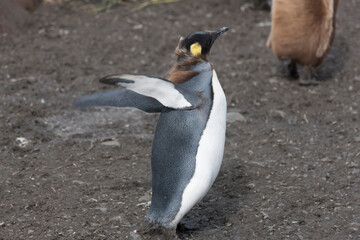 Fototapeta premium South Georgia king penguin on a cloudy winter day.