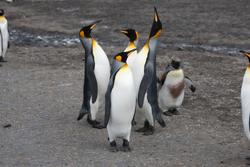 Fototapeta premium South Georgia king penguin on a cloudy winter day.