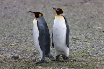 Fototapeta premium South Georgia king penguin on a cloudy winter day.