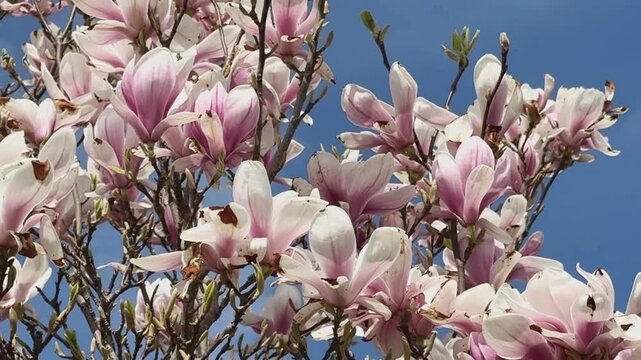 schöne rosa blühende Magnolie vor blauem Himmel mit wei&szlig;en Wolken