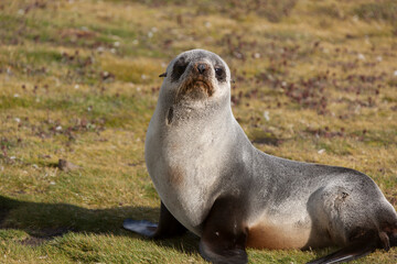 Fototapeta premium South Georgia sea lion on a cloudy winter day.