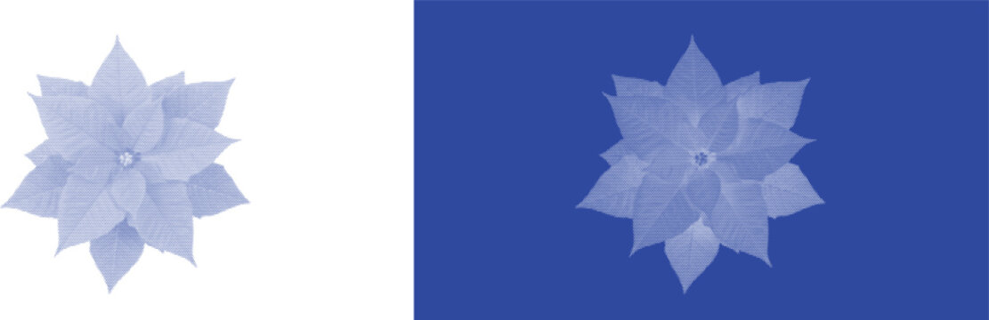 Star shape flower cyanotype botanical blue sunprint vector for organic vintage nature specimen design
