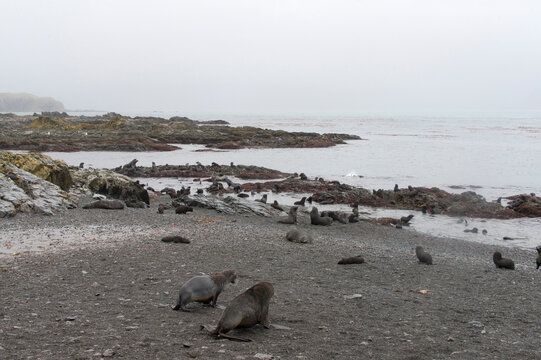South Georgia landscape with sea on a cloudy winter day.
