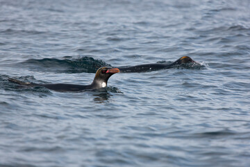 Obraz premium South Georgia macaroni penguins on a cloudy winter day.