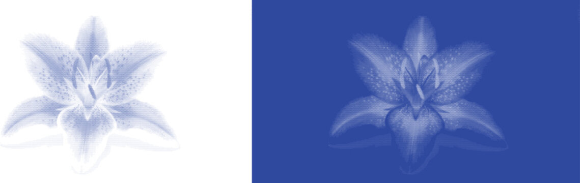Elegant lily flower cyanotype botanical blue sunprint vector for antique nature plant specimen art
