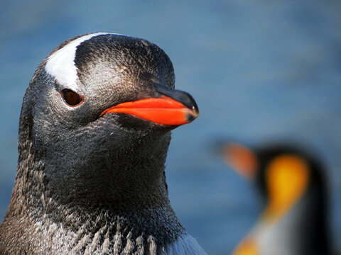 South Georgia gentoo penguin on a cloudy winter day.