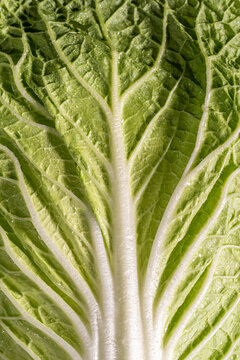 Closeup of cabbage with water droplets 