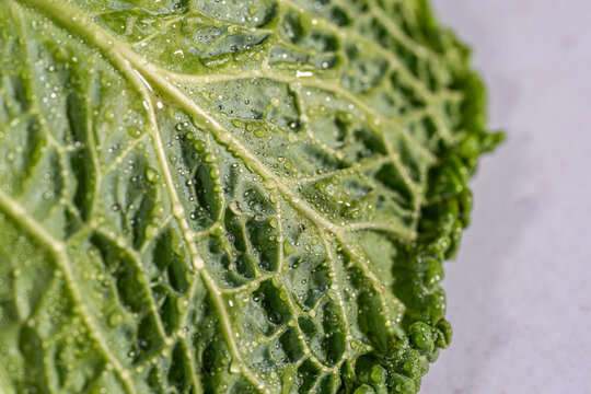 Closeup of cabbage with water droplets 