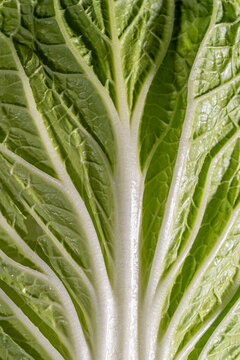 Closeup of cabbage with water droplets 