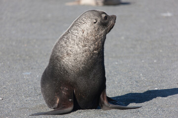Fototapeta premium South Georgia elephant seal on a cloudy winter day.