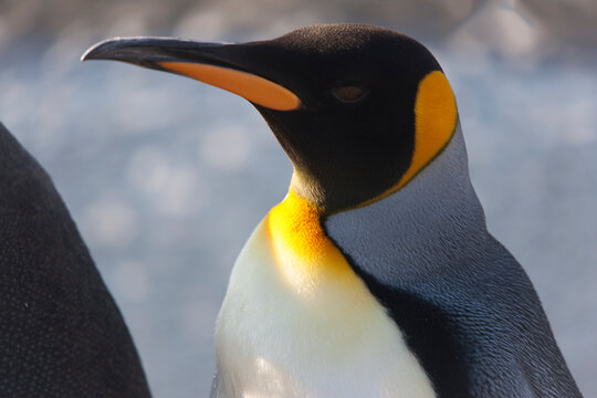 South Georgia king penguin on a cloudy winter day.
