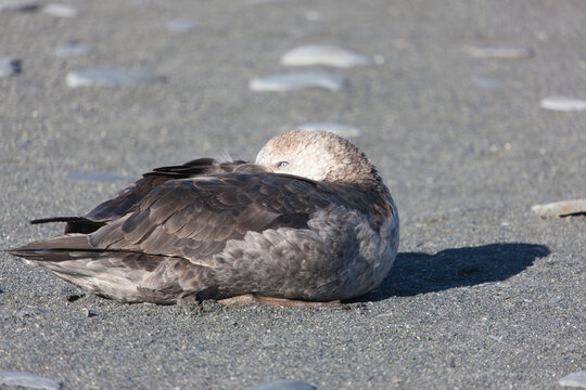South Georgia skua on a cloudy winter day.