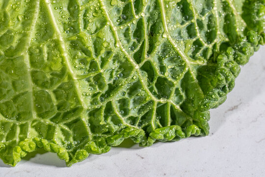 Closeup of cabbage with water droplets 