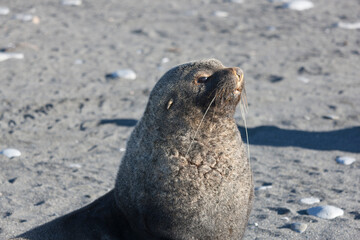 Fototapeta premium South Georgia elephant seal on a cloudy winter day.