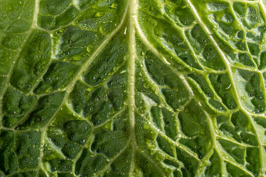 Closeup of cabbage with water droplets 