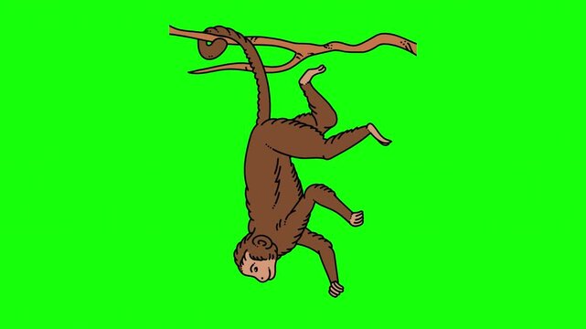 Animated Monkey Hanging Upside Down from Branch on Green Screen