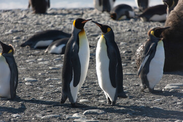 Fototapeta premium South Georgia king penguin on a cloudy winter day.