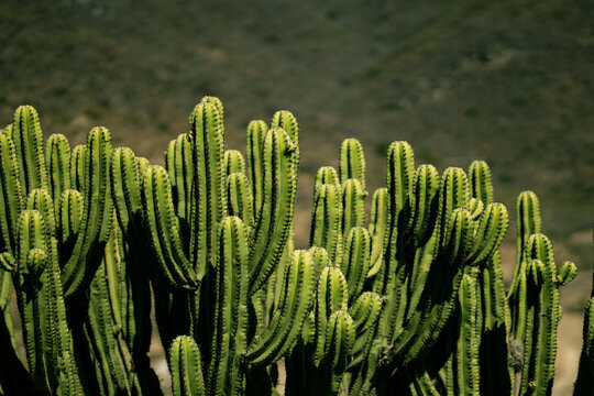 LOScactus Teotitl&aacute;n 5 hor