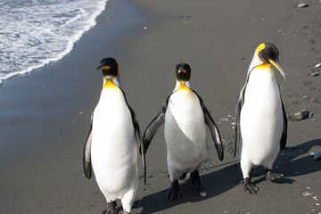 Obraz premium South Georgia king penguin on a cloudy winter day.