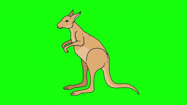 Animated Kangaroo Standing on Green Screen Background