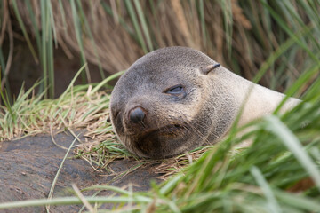 Obraz premium South Georgia sea lion on a cloudy winter day.